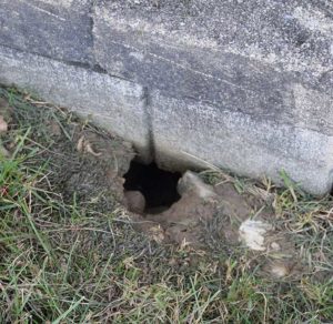 Rat burrow hole