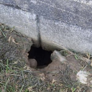 Rat burrow hole