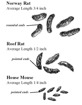 Rodent droppings comparison